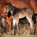 ANGELINA-Out of Gracious N Fabulour (Owned by Nancy Sue Ryan)